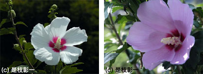 2005年